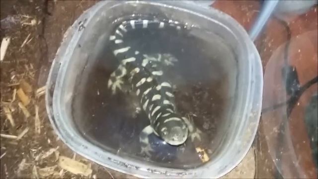 Ambystoma mavortium (barred tiger salamander) смотреть онлайн
