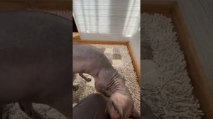 Что может натворить кошка за полчаса!