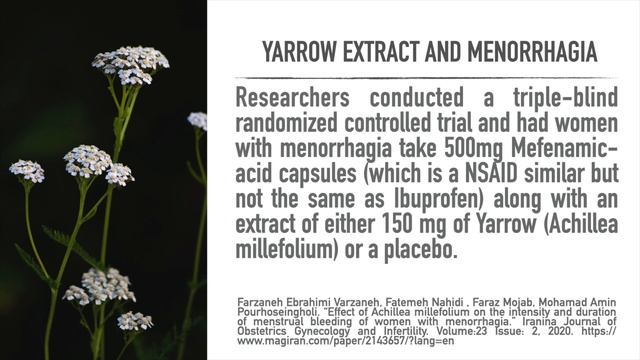 "Soldiers Woundwort" Stop bleeding, And More! Yarrow, Nosebleed Plant Achillea millefolium смотреть онлайн