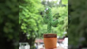 танцующий кактус.