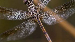 Dragonfly Medicine: Native American Flute - Blues MAMA Original