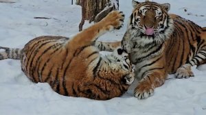 Небольшие новости )Три тигра радуются снегу !)