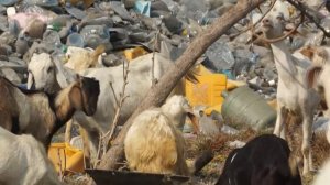 козы на Мальдивах