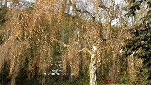 Берёзы и в Германии – БЕРЁЗЫ.