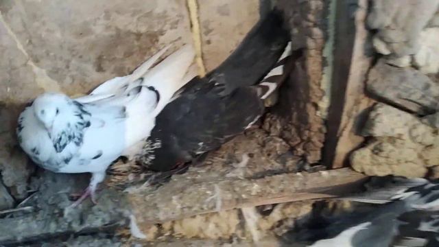 Николаевские голуби г. Брянка. смотреть онлайн