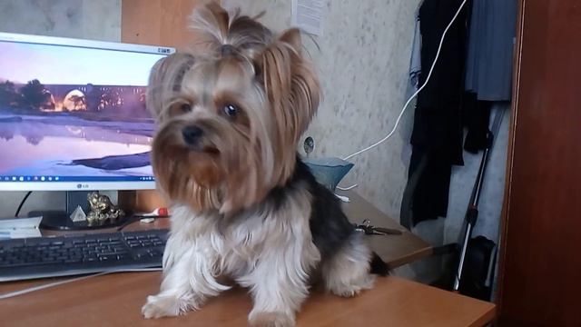 Херсонский мажор. Йоркширский терьер Сенька. смотреть онлайн