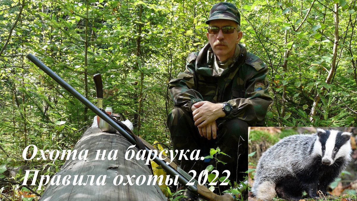 Охота на барсука. Правила охоты 2022.