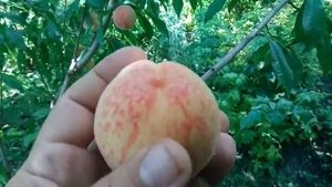 Персик сорт Киевский ранний