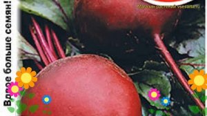 Свекла столовая Детройтская круглая. Краткий обзор, описание характеристик beta vulgaris