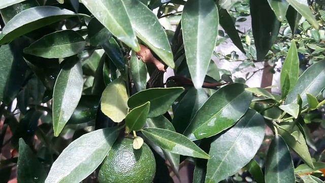 #ЦитрусовыйСад дома. Бергамот, пальчиковый лайм-икра и другие растут в вазоне #СадДома #Италия смотреть онлайн