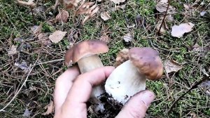 Маленькие белые грибы. Самая желанная находка грибника