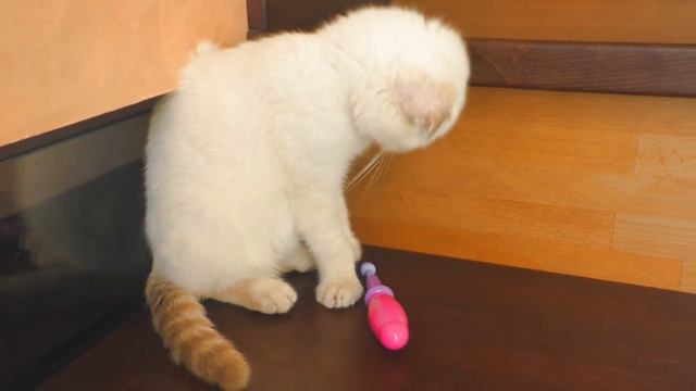 ЗАБОЛЕЛ ФЕЛИКС ИГРАЕМ В ДОКТОРА КОТЕНОК  ПЛЮШЕВА