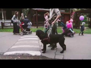 Собаки-поводыри