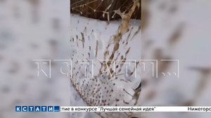 Сахарный завод, затопивший город Сергач патокой, залил сахаром - по словам рыбаков - реку Пьяну