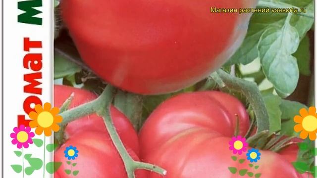 Томат Машенька. Краткий обзор, описание характеристик solanum lycopersicum Mashenka смотреть онлайн