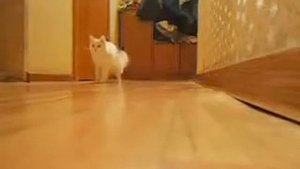 Кошка играет в мячик!