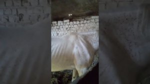 Колики у лошадей