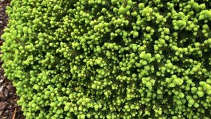 Picea abies 'Little Gem' Dwarf Norway Spruce April 22, 2020