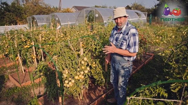 Обзор томата Малиновая империя F1 смотреть онлайн