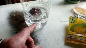 Выращивание луковичных цветов на гидропонике