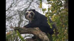 Очковый или андский медведь из Красной книги.
