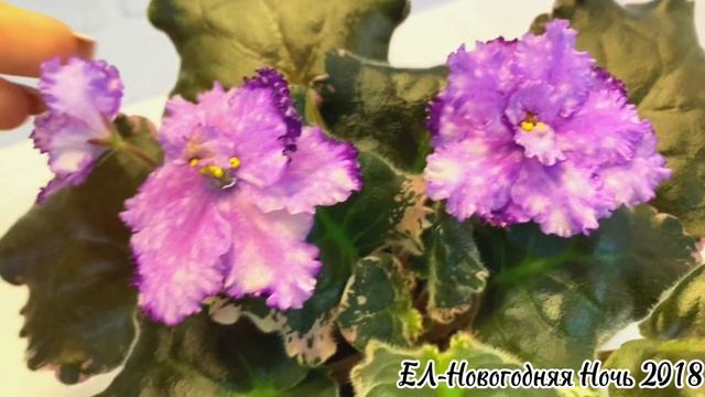 Фиалка ЕЛ-Новогодняя Ночь 2018 смотреть онлайн