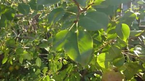 15.08.2022 груша,, красуля,,