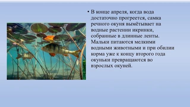 Речные рыбы биология 8 кл