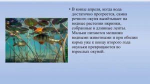 Речные рыбы биология 8 кл