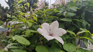 Сокращаю коллекцию роз.  Новый мини огородик