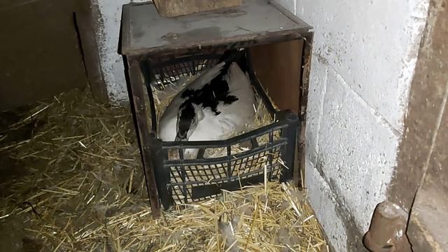 Про мулардов! Поросята смотреть онлайн