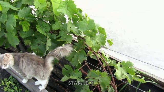 Виноград 31 августа. Ускоряю созревание лозы..... смотреть онлайн