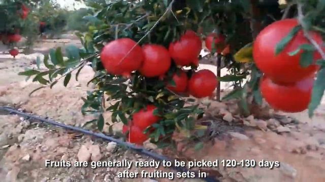 Удивительная сельскохозяйственная техника: Гранат Выращивание - Гранат Ферма и урожай. смотреть онлайн