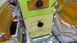 23.11.2023 - температура и влажность у зимующих пчел и постоянная зимняя подкормка у зимующих пчел