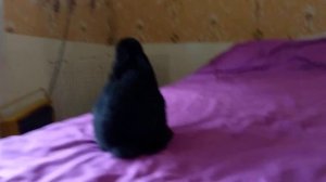 Черный кролик 1 месяц