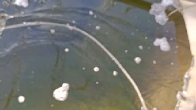 Аэрация пруда, подводные растения на стенках пруда - хорошо или нет? Когда нужно запускать узв? смотреть онлайн