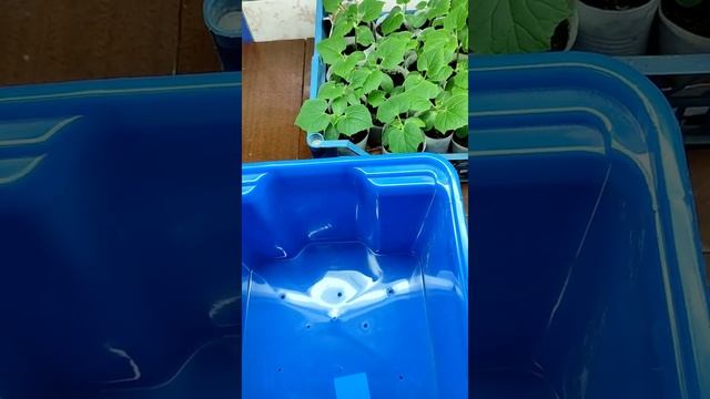как вырастить огурцы зимой? #огурцы #огороднаподоконнике #зимняятеплица
