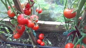 ТОМАТ ГОЛУБЫЕ ЕЛИ. ОБЗОР В ТЕПЛИЦЕ. Ольга Чернова.