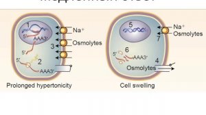 Как клетки поддерживают постоянство объема Горячев А.С.