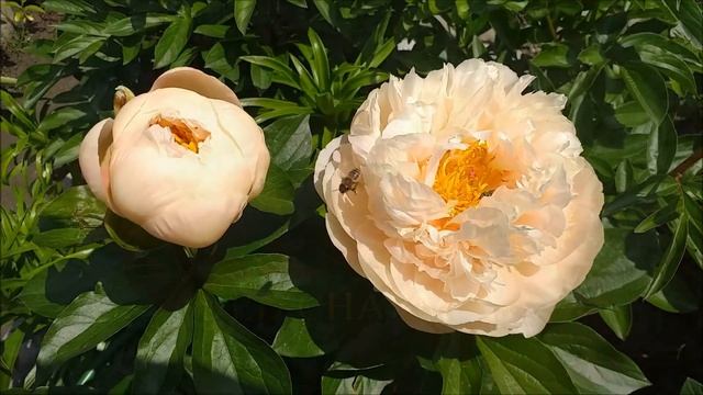 Пионы 2020 Часть 1 смотреть онлайн