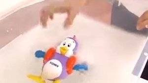 Игрушка для ванны Плавающий пингвин Tomy 2755