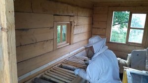 Осмотр пчёл в Апидомике в конце медосбора. Улей Якимова Илья Муромец.