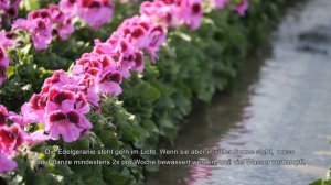 Pelargonium Grandiflorum - Bewässerung von Edelgeranien bei Bosplant