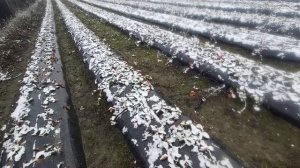 Сроки посадки клубники !