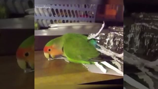 Животные такие странные