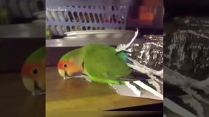 Животные такие странные