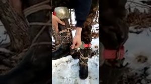 когти, гаффы  ,ответ заказчику.