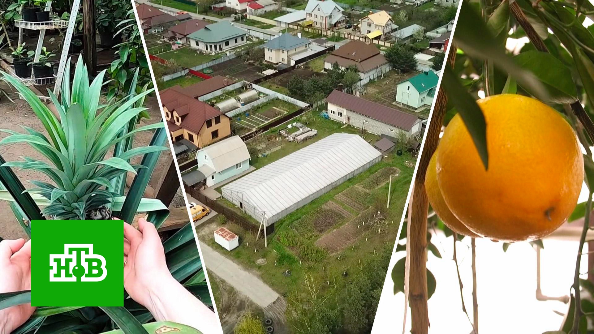 Когда российские дачники смогут выращивать бананы и манго на грядках | «Центральное телевидение»