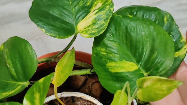 INDOOR PLANT TOUR 2020 | PLANT CARE TIPS | HOUSE PLANT COLLECTION | Part 1