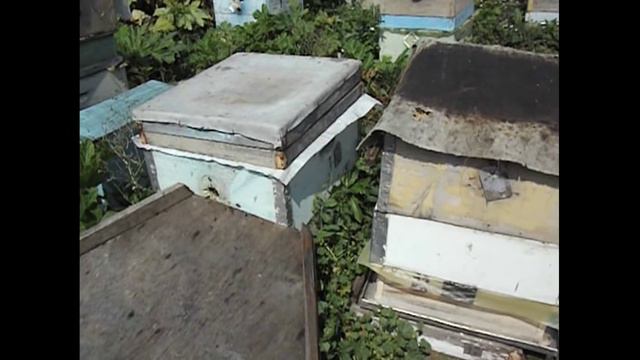 отводок пчел в августе ( часть 1 ) смотреть онлайн